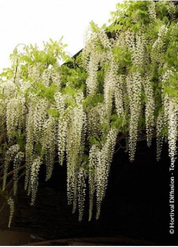 WISTERIA floribunda