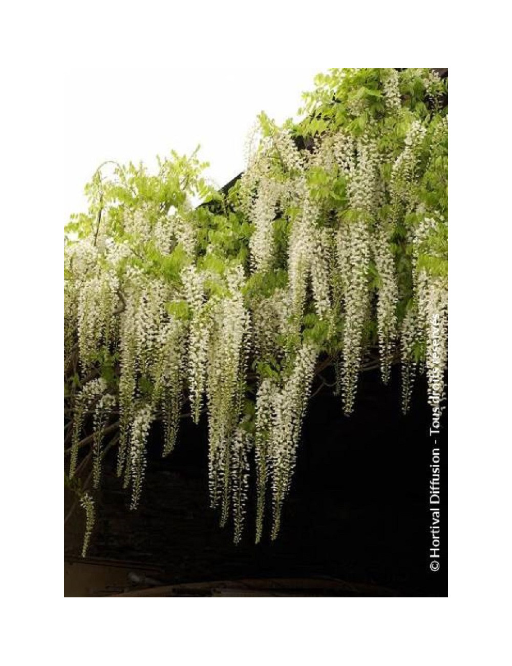 WISTERIA floribunda