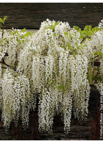 WISTERIA floribunda