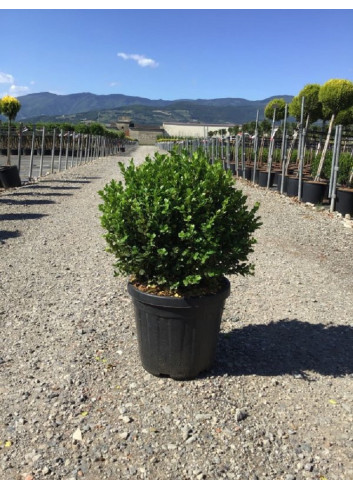 BUXUS microphylla FAULKNER