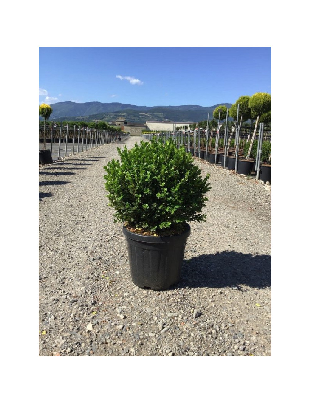 BUXUS microphylla FAULKNER