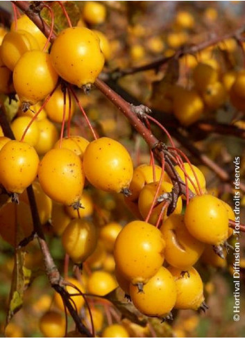 MALUS COMTESSE DE PARIS