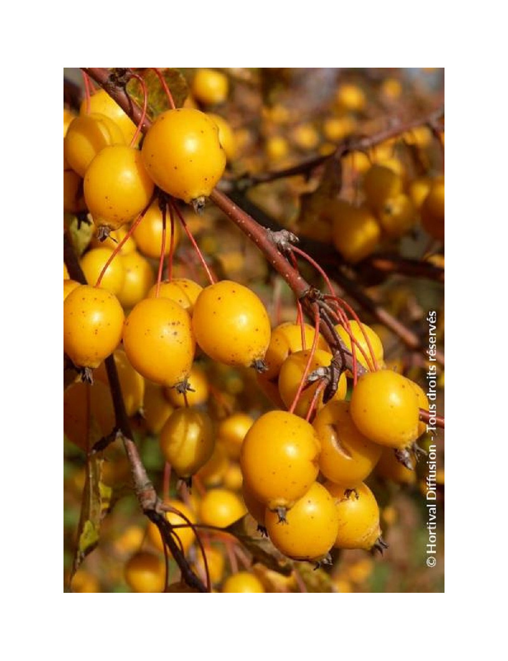 MALUS COMTESSE DE PARIS