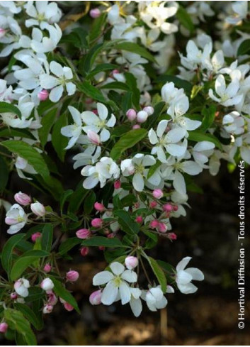 MALUS COMTESSE DE PARIS