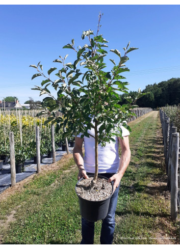 MALUS COMTESSE DE PARIS En pot de 10-12 litres forme gobelet