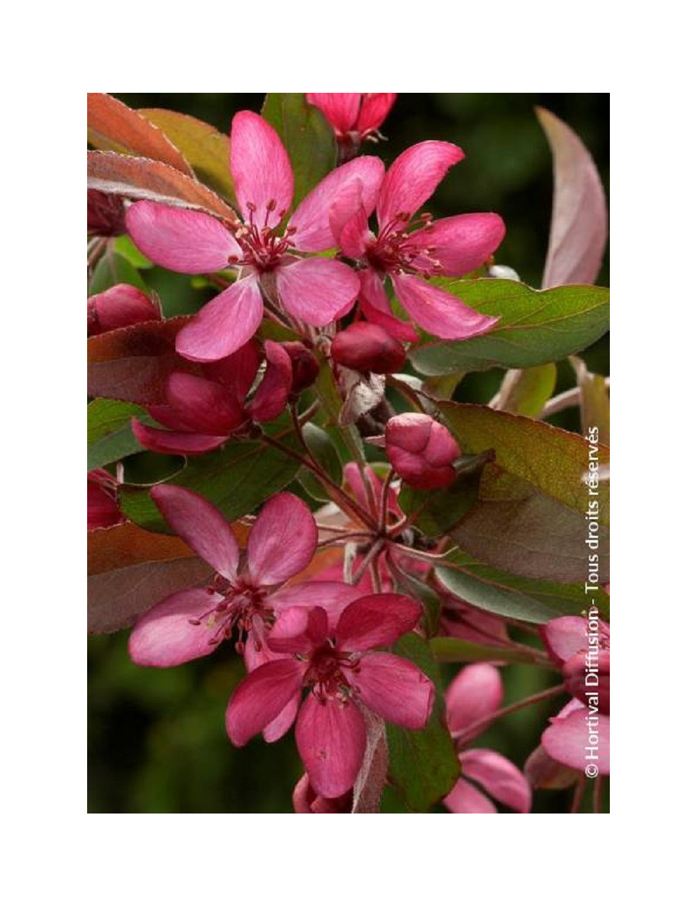 MALUS DIABLE ROUGE