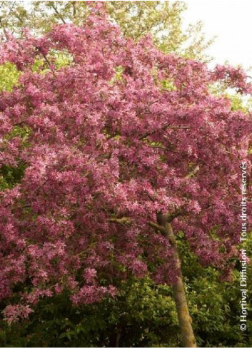 MALUS DIABLE ROUGE