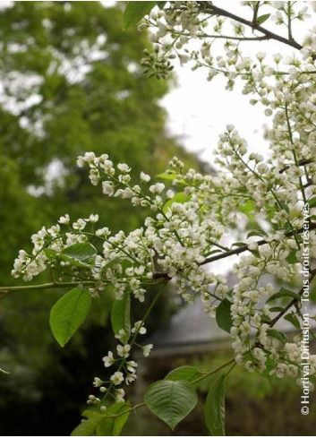 PRUNUS padus LE THOUREIL