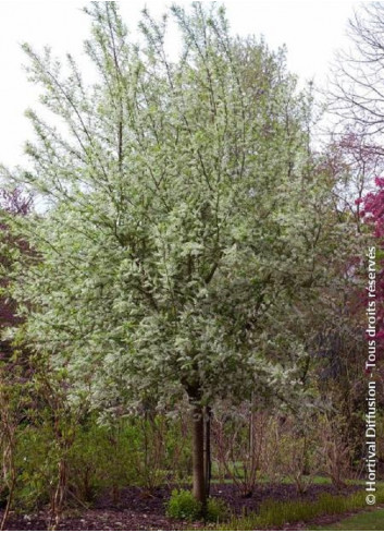 PRUNUS padus LE THOUREIL