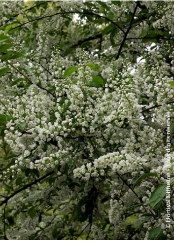 PRUNUS padus LE THOUREIL