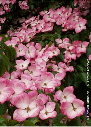 CORNUS kousa SATOMI