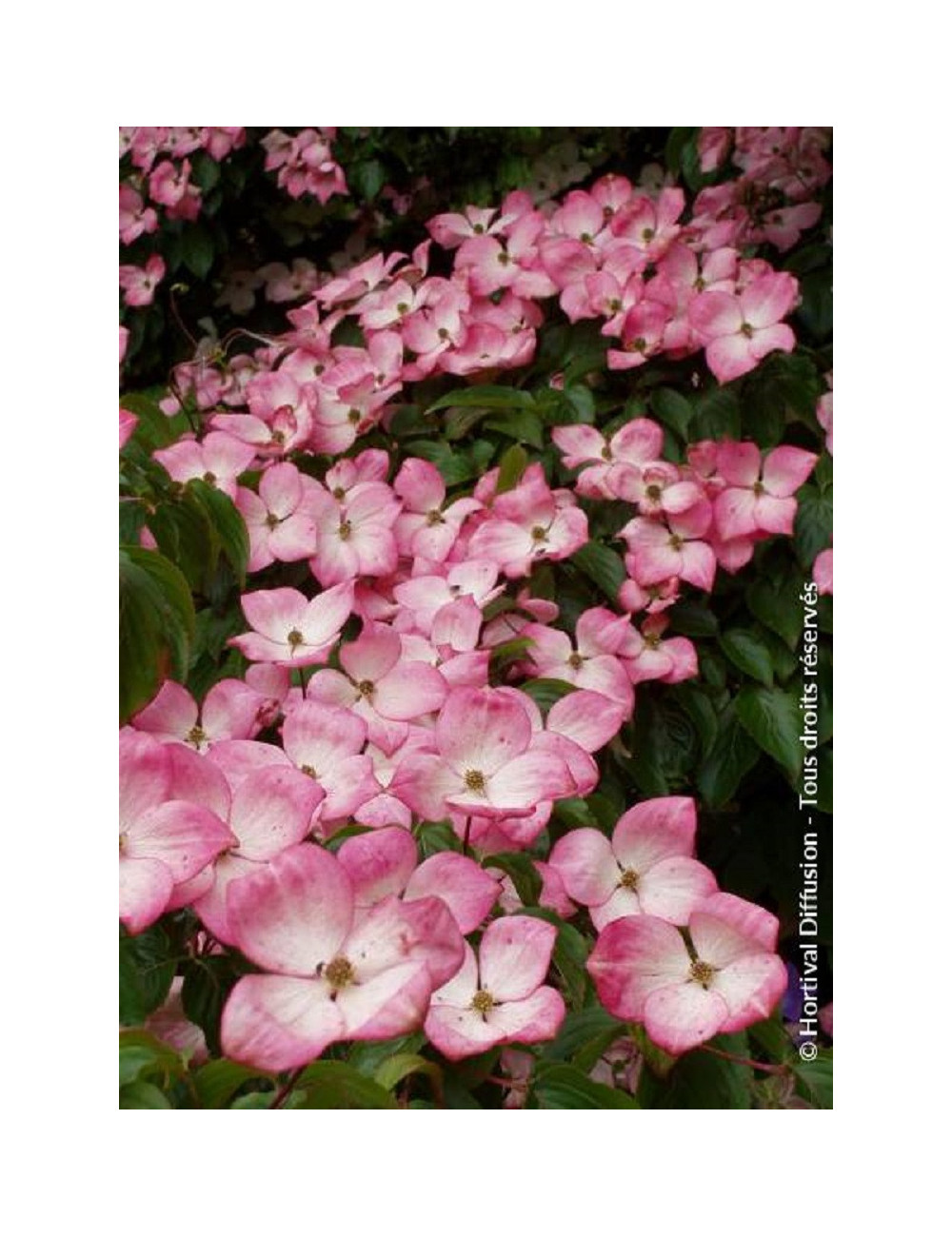 CORNUS kousa SATOMI