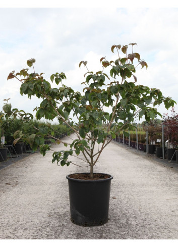 CORNUS kousa SATOMI En pot de 25-30 litres