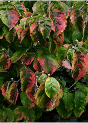 CORNUS florida RAINBOW