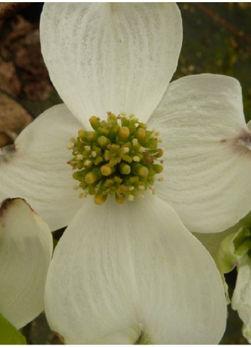 CORNUS florida RAINBOW