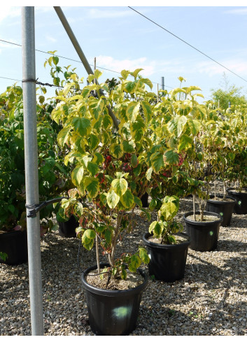 CORNUS florida RAINBOW En pot de 15-20 litres