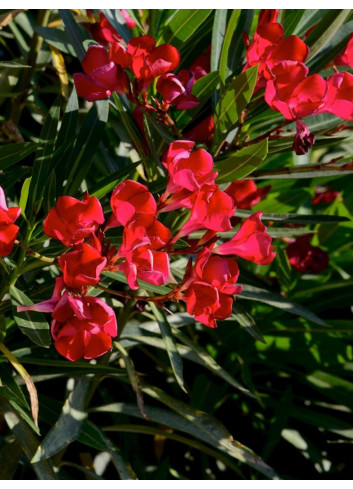 NERIUM oleander ROUGE