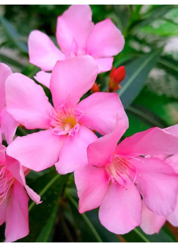 NERIUM oleander ROSE