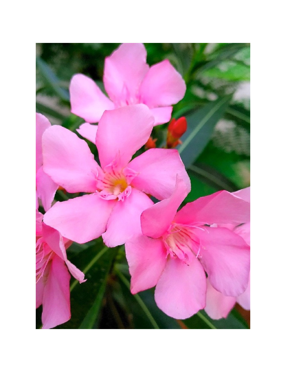 NERIUM oleander ROSE