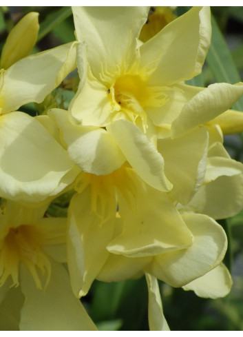 NERIUM oleander JAUNE