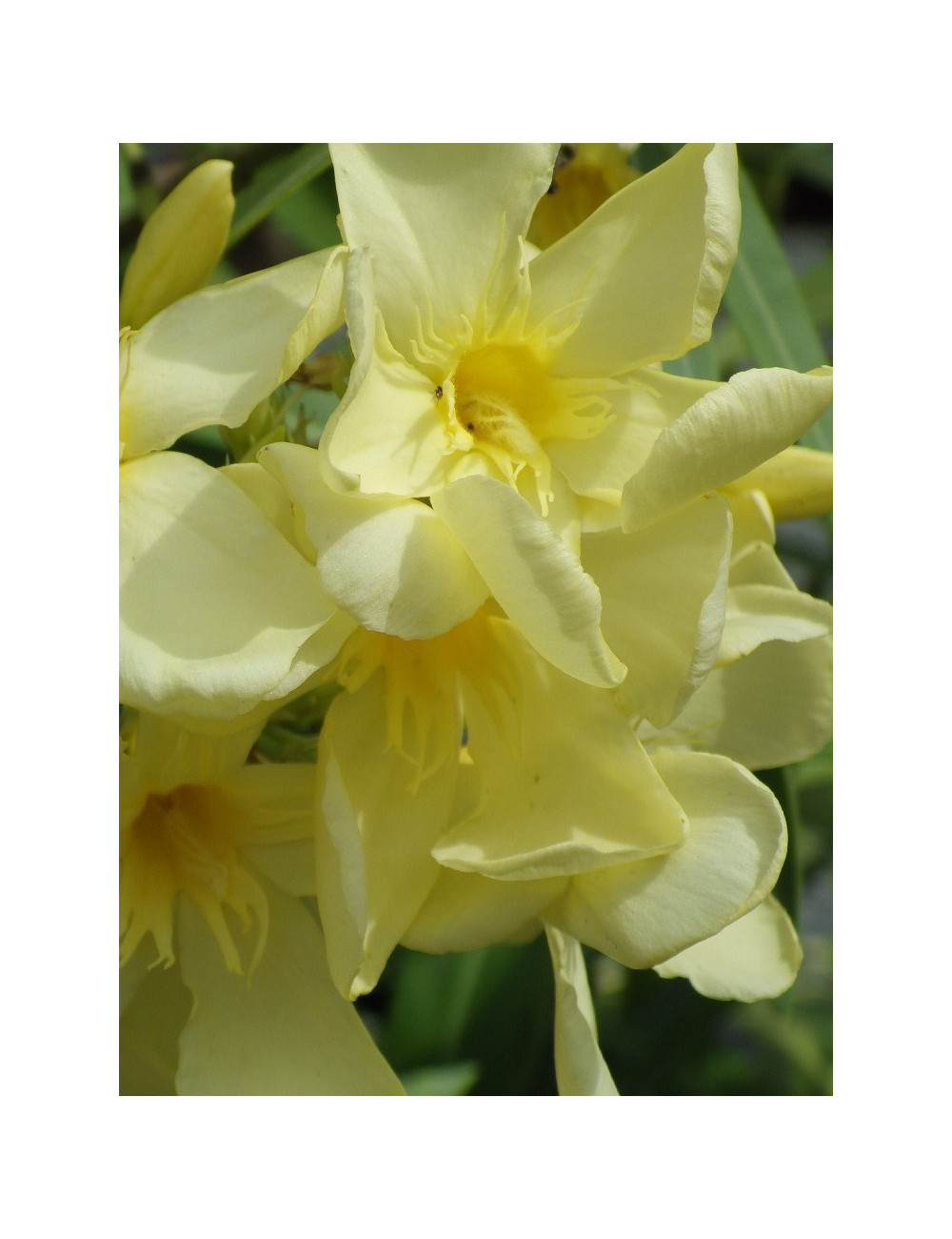 NERIUM oleander JAUNE