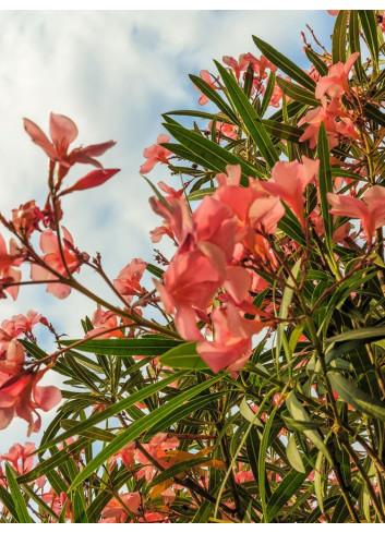 NERIUM oleander SAUMON