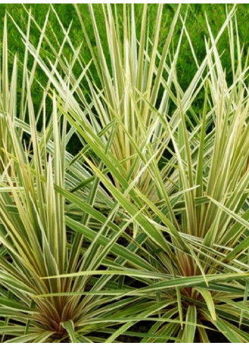 CORDYLINE australis TORBAY DAZZLER