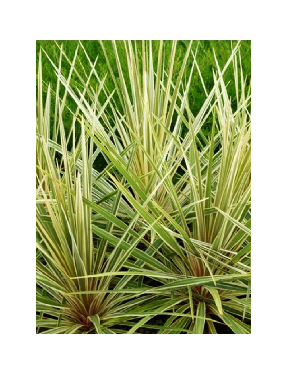 CORDYLINE australis TORBAY DAZZLER