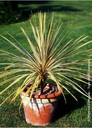 CORDYLINE australis TORBAY DAZZLER