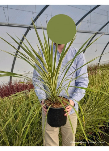 CORDYLINE australis TORBAY DAZZLER En pot de 4-5 litres