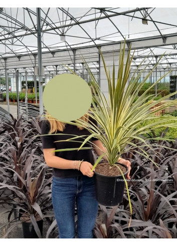 CORDYLINE australis TORBAY DAZZLER En pot de 10-12 litres