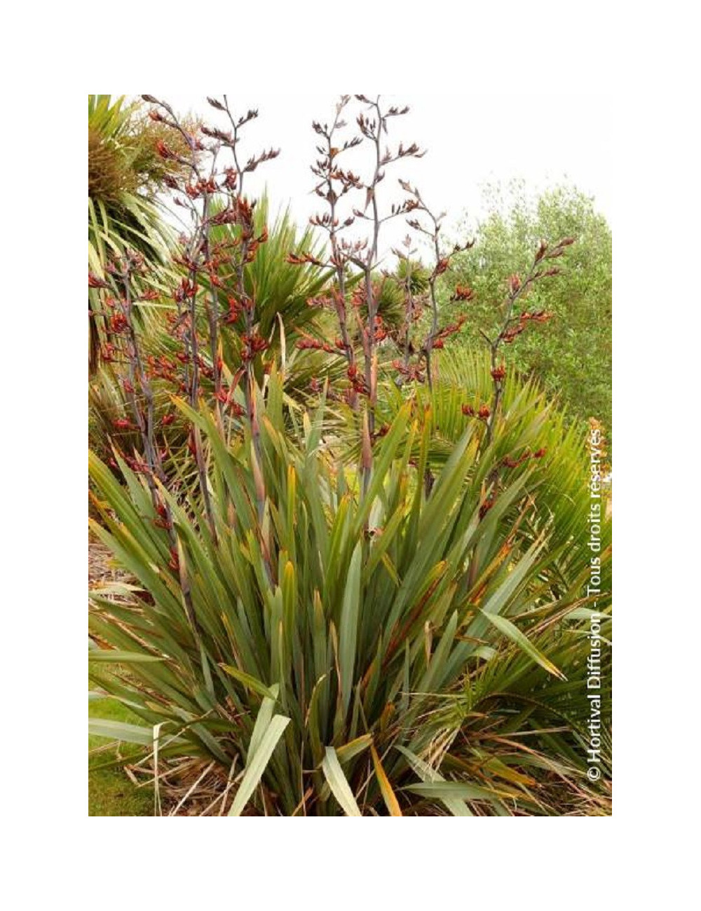 PHORMIUM tenax