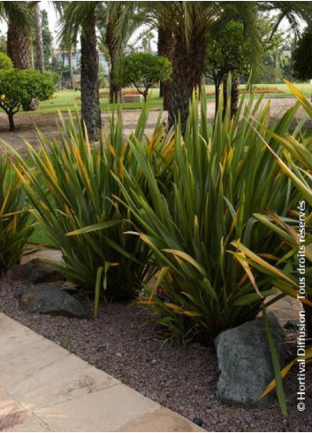 PHORMIUM tenax