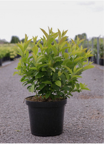 HEPTACODIUM miconioides TIANSHAN En pot de 10-12 litres