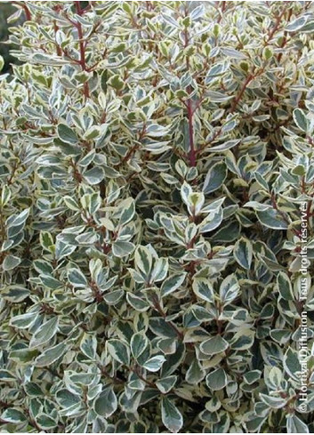 RHAMNUS alaternus ARGENTEOVARIEGATUS