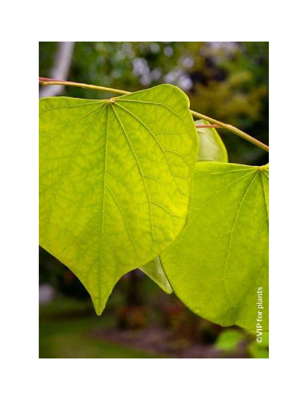 CERCIS canadensis HEARTS OF GOLD