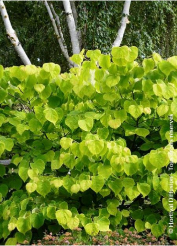 CERCIS canadensis HEARTS OF GOLD