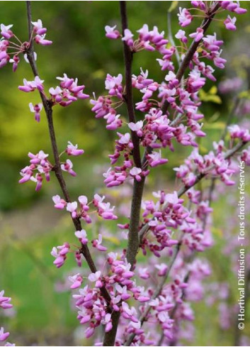 CERCIS canadensis HEARTS OF GOLD