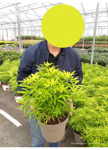 CHOISYA AZTEC GOLD En pot de 7-10 litres