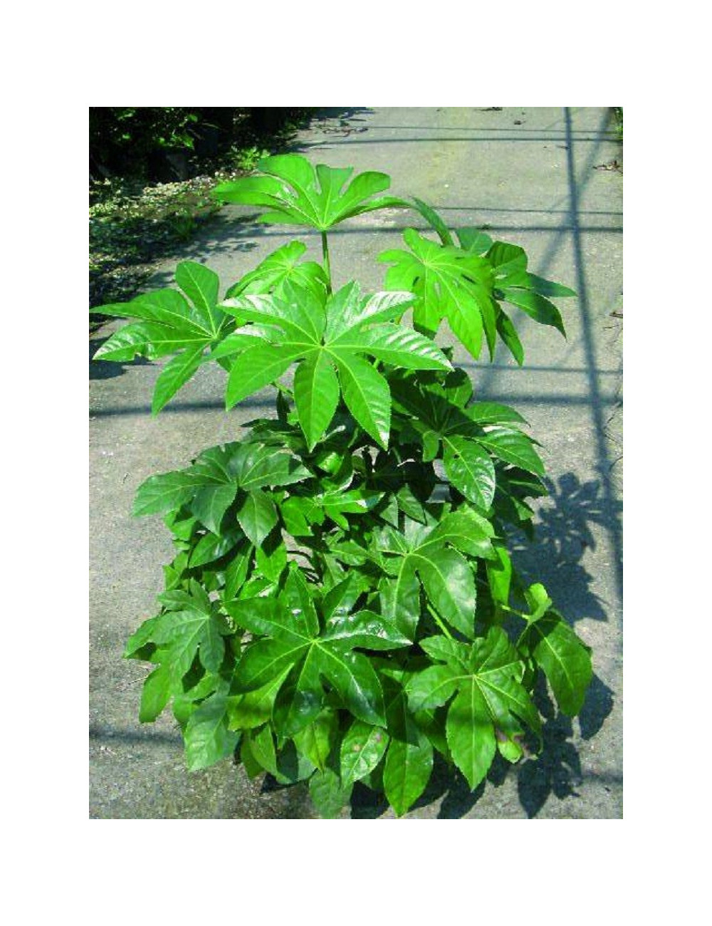 FATSIA japonica ou sieboldii