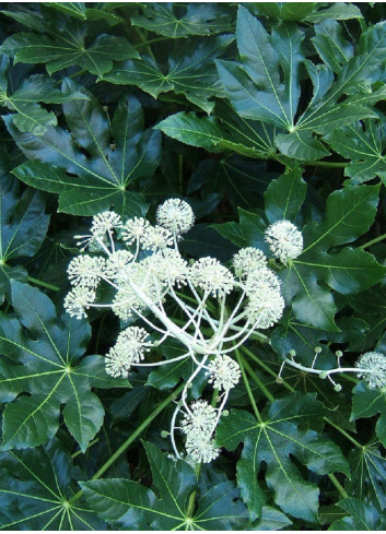 FATSIA japonica ou sieboldii