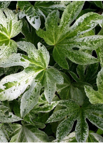 FATSIA japonica SPIDER WEB