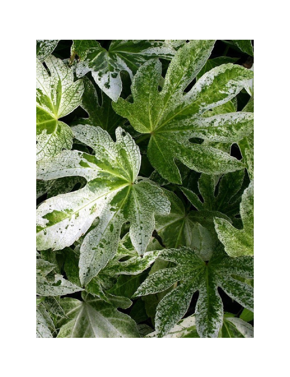 FATSIA japonica SPIDER WEB