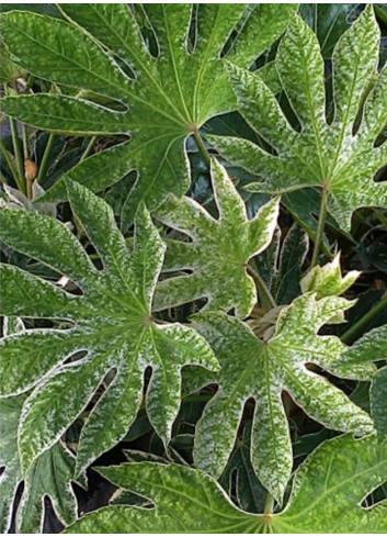 FATSIA japonica SPIDER WEB