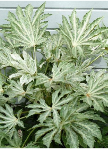 FATSIA japonica SPIDER WEB