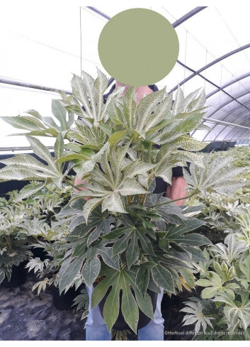 FATSIA japonica SPIDER WEB En pot de 12-15 litres