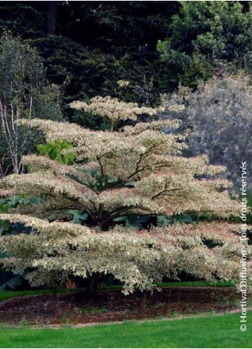 CORNUS controversa VARIEGATA