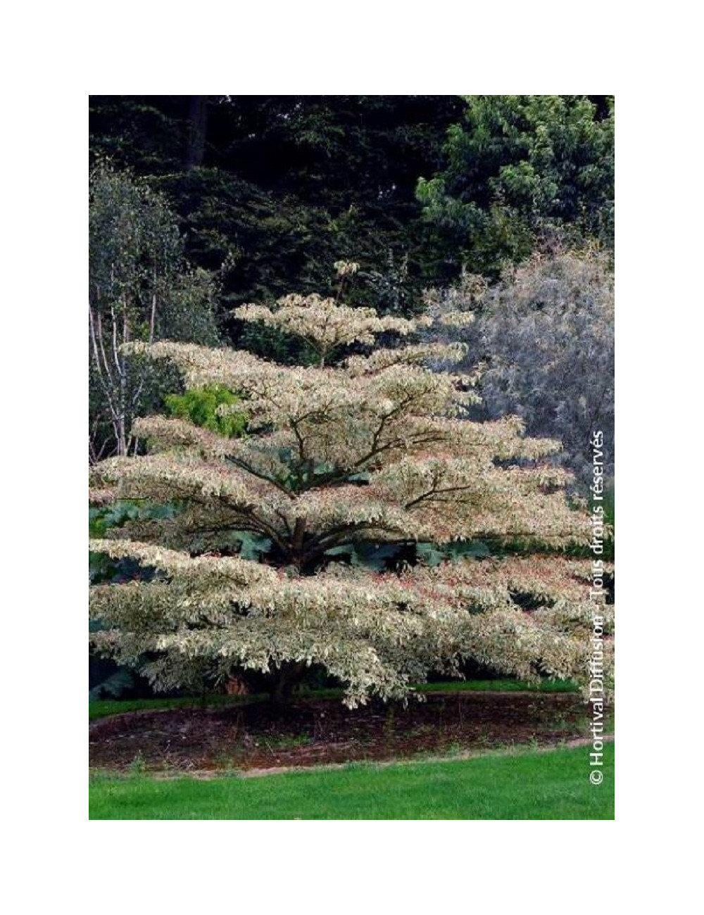 CORNUS controversa VARIEGATA