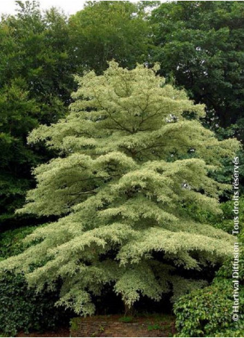 CORNUS controversa VARIEGATA