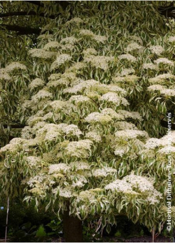 CORNUS controversa VARIEGATA